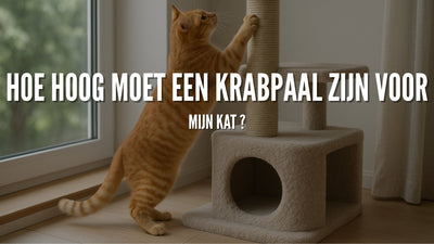 Hoe hoog moet een krabpaal zijn voor mijn kat ?